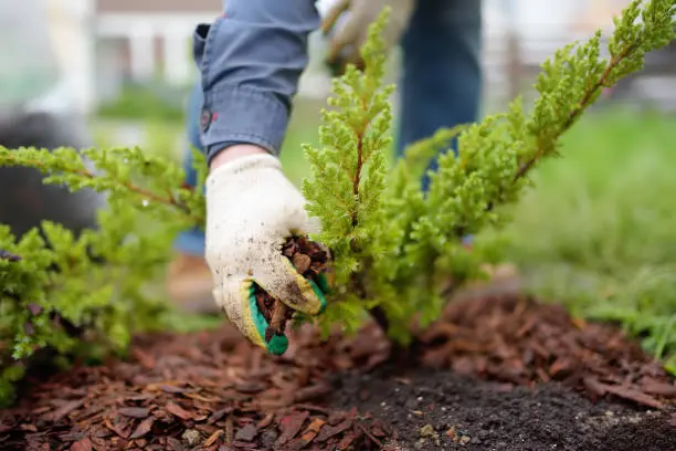 Affordable Mulching in Everett, WA