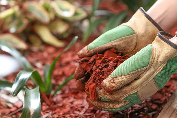 Mulching Everett, WA