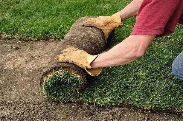 Sod Installation in Everett, WA